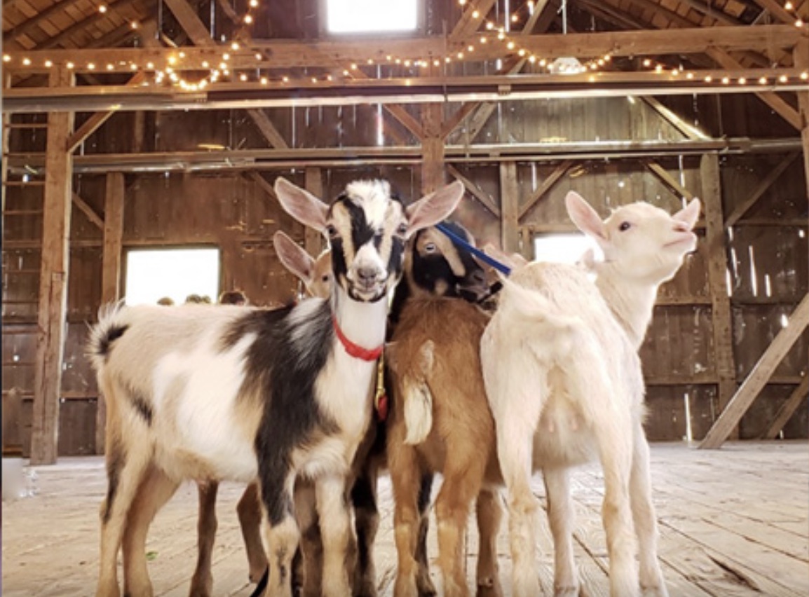 Yoga on the Farm